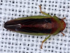 Reuplemmeles hobartensis