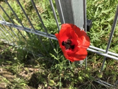 Papaver rhoeas