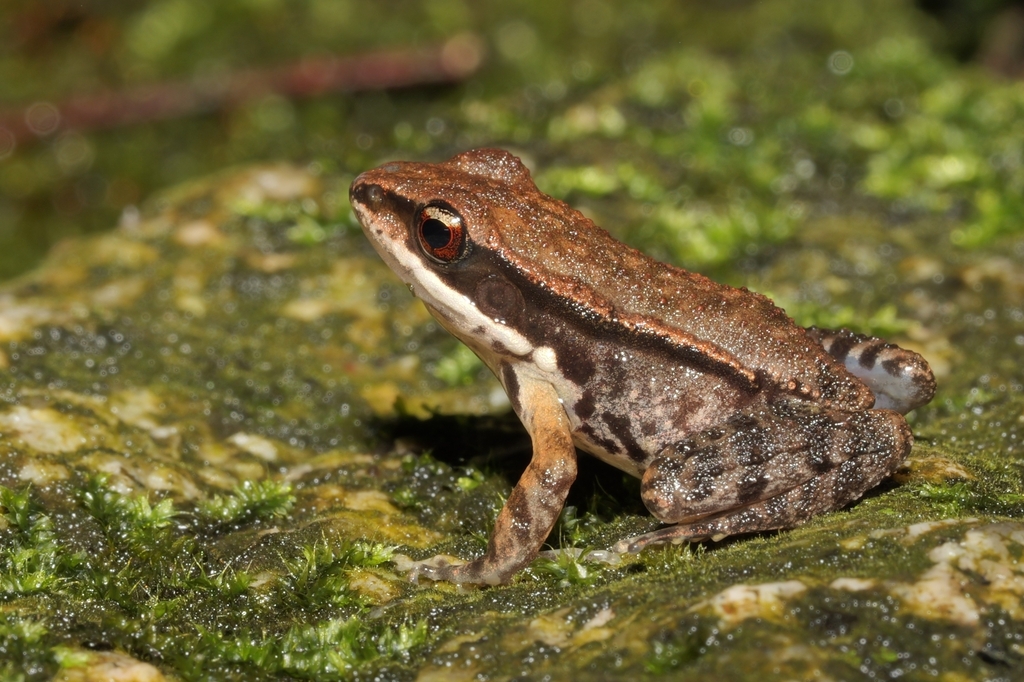 Broad-Folded Frog
