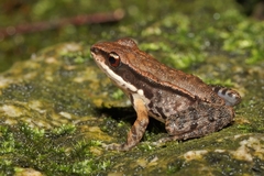 Broad-Folded Frog photo 1