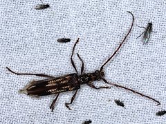 Coptocercus rubripes