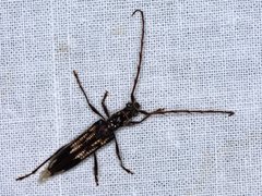 Coptocercus rubripes