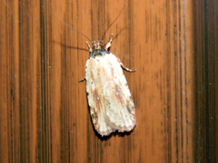 Agonopterix atrodorsella