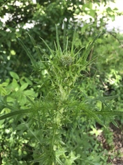 Cirsium vulgare