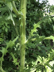 Cirsium vulgare