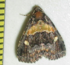 Xanthomera leucoglene