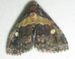 Xanthomera leucoglene