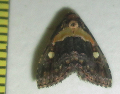 Xanthomera leucoglene