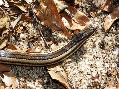 Photo of a Vaillant's Madagascar Ground Snake (Liophidium vaillanti)