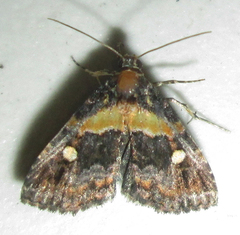 Xanthomera leucoglene