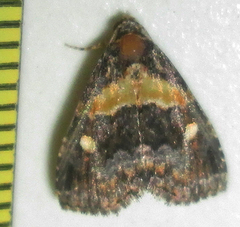 Xanthomera leucoglene