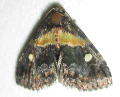 Xanthomera leucoglene