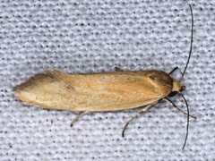 Telocharacta hemicroca