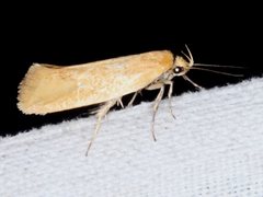 Telocharacta hemicroca