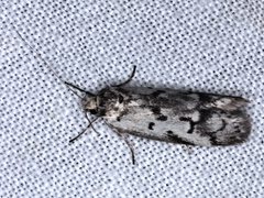 Philobota iphigenes