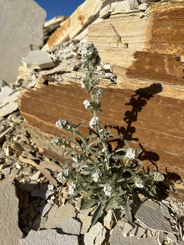 Silky Cryptantha (Oreocarya sericea)