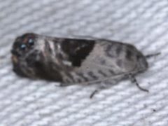 Eupselia carpocapsella