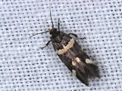 Macrobathra alternatella