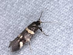 Macrobathra alternatella