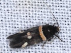 Macrobathra alternatella