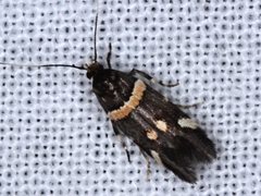 Macrobathra alternatella