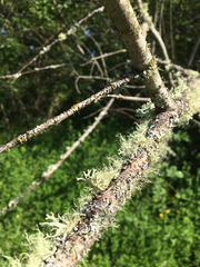 Usnea flavocardia