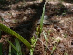 Carex flaccosperma