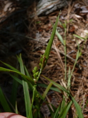 Carex flaccosperma