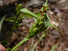 Carex flaccosperma