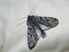 Brachionycha borealis