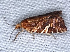 Epitymbia isoscelana