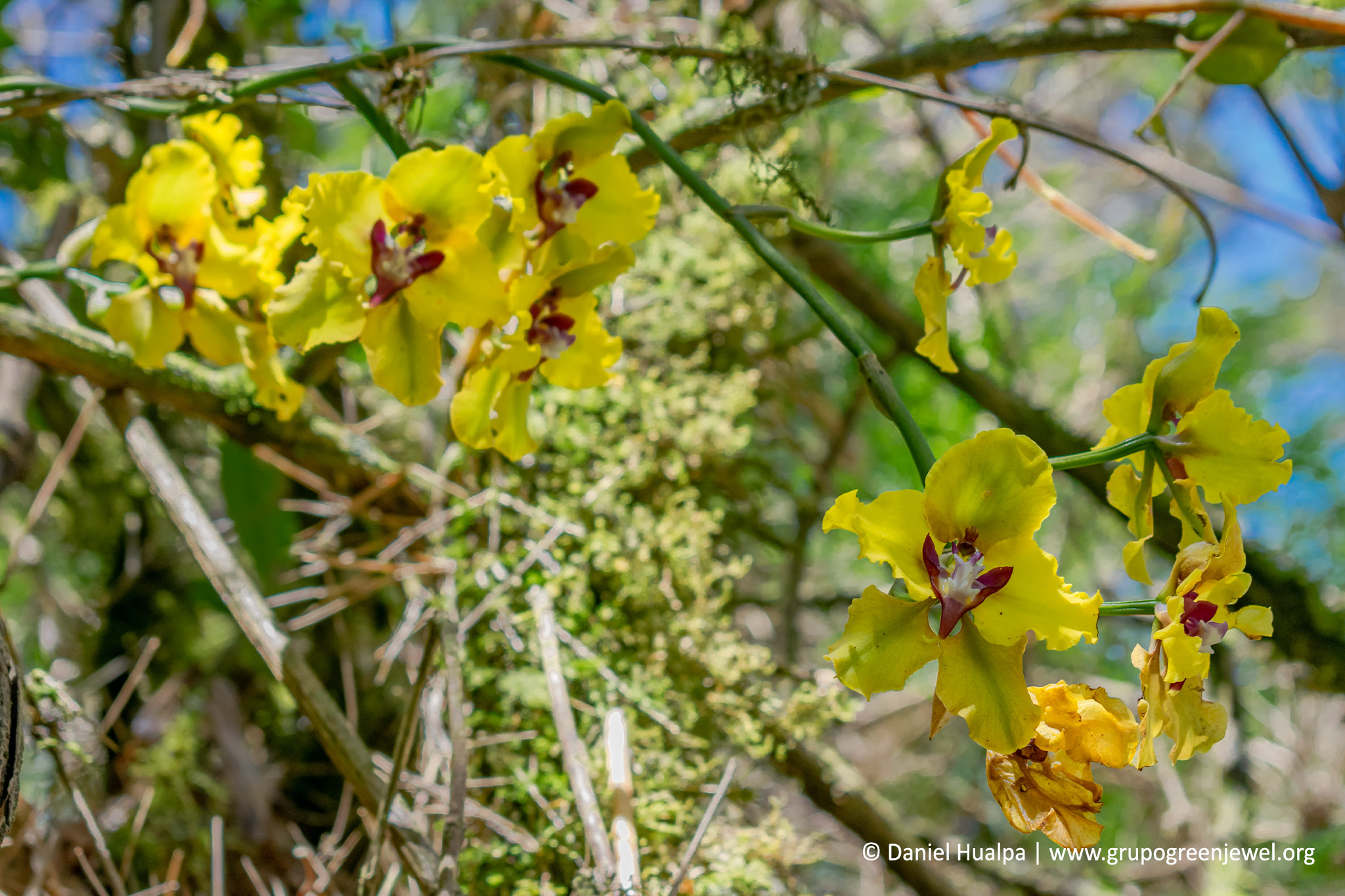 Cyrtochilum macranthum image