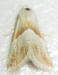 Eublemma rivula