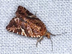 Epitymbia isoscelana