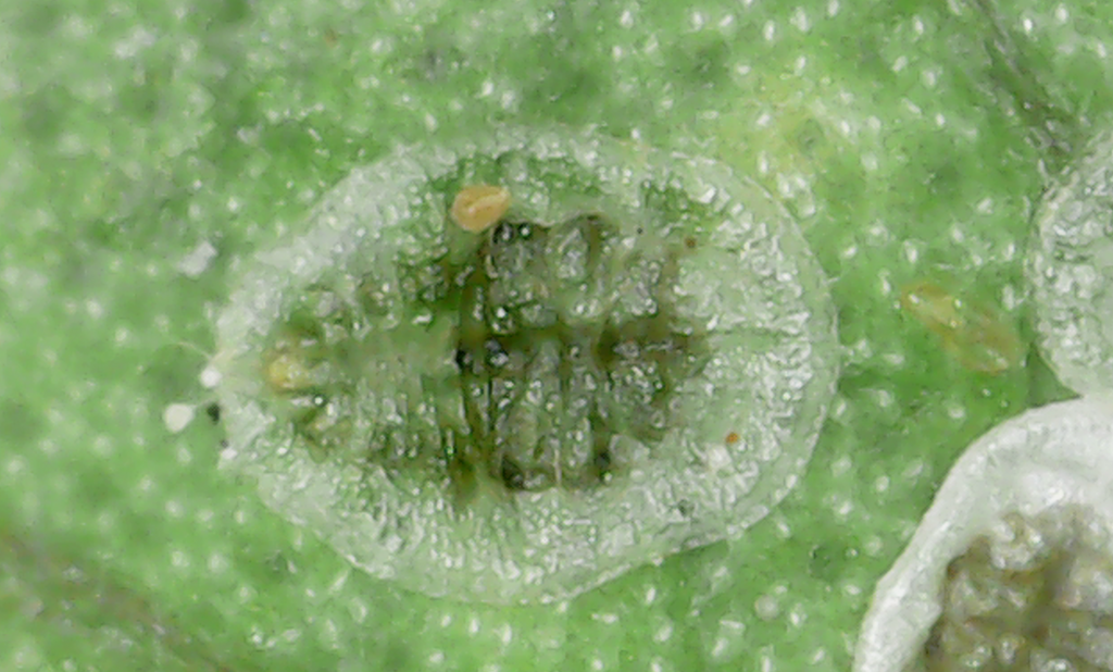 Bemisia from Kaohsiung, TWKH, TW on June 17, 2024 at 0917 AM by 余世文