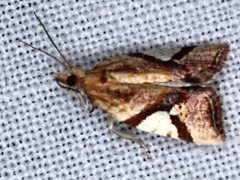 Epitymbia isoscelana