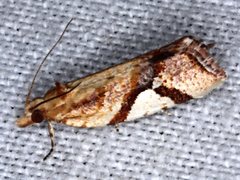 Epitymbia isoscelana