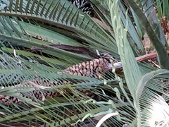 Macrozamia macdonnellii