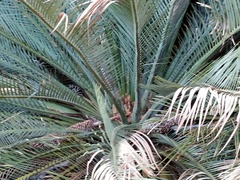 Macrozamia macdonnellii
