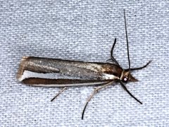 Corynophora lativittalis