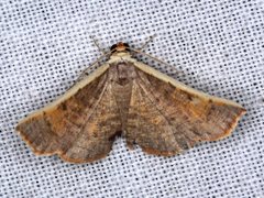 Picromorpha pyrrhopa