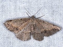 Taxeotis perlinearia