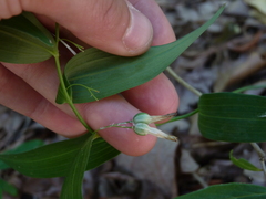 Polygonatum biflorum biflorum