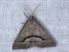 Dichromodes euscia