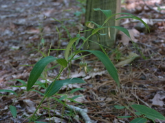 Polygonatum biflorum biflorum