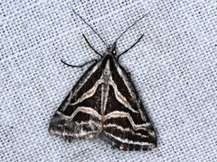 Dichromodes confluaria