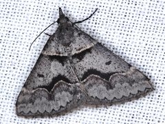 Dichromodes atrosignata