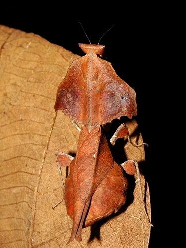 Brancsikia freyi