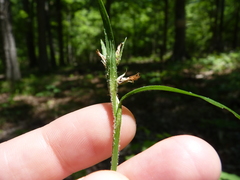 Scleria oligantha
