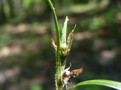 Scleria oligantha